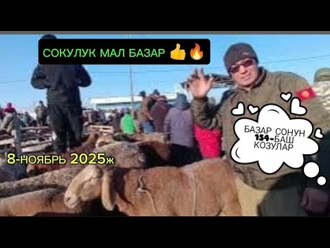 Видео: КОЙ БАЗАР СОКУЛУК МАЛ БАЗАР 8-НОЯБРЬ МАЛ КӨП КИРДИ ЭЛ ДА КӨП 