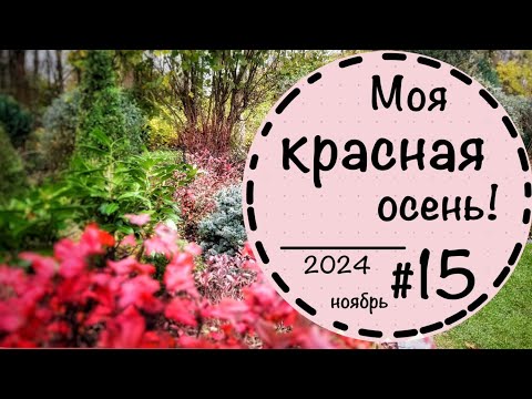 Видео: ☘️Прогулка по саду #15☘️Ноябрь 2024 ☘️Что будет с газоном? ☘️Злаки и гортензии осенью☘️