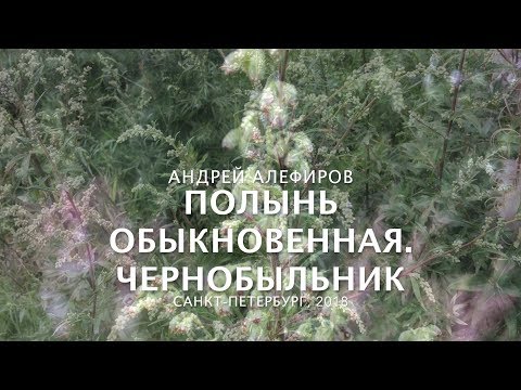 Видео: Полынь обыкновенная - Чернобыльник. Алефиров А.Н.