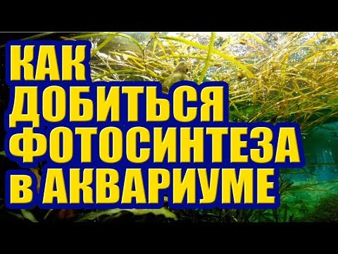 Видео: Как добиться Фотосинтеза в Аквариуме. Углекислый Газ СО2, Удобрения, Свет для Аквариумных Растений