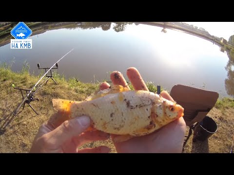 Видео: Рыбалка(КМВ). Ставропольский край. Отпустил золотую рыбку🎣загадал желание 😅