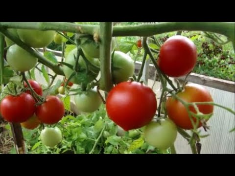 Видео: Томатные деревья порадовали!  23 июля.
