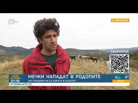 Видео: Тази сутрин: 15 нападения от мечки в Смолянско за месец