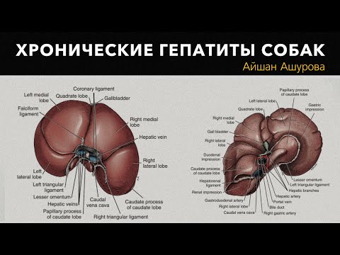 Видео: Хронические гепатиты собак