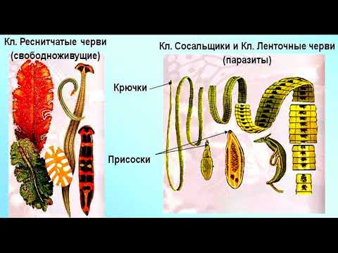 Видео: Строение и образ жизни ресничных червей