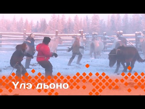 Видео: «Үлэ дьоно» (23.01.24)
