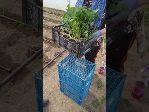 Видео: Засаждане на домати в оранжерия