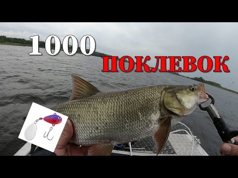 Видео: 1000 поклевок. Кайфовая рыбалка)