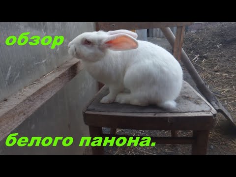 Видео: Кролики белый панон.