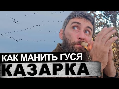 Видео: Как манить гуся (белощекая казарка)