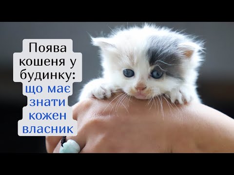 Видео: Поява кошеня у будинку: що має знати кожен власник. Розпорядок дня та догляд за кошеням