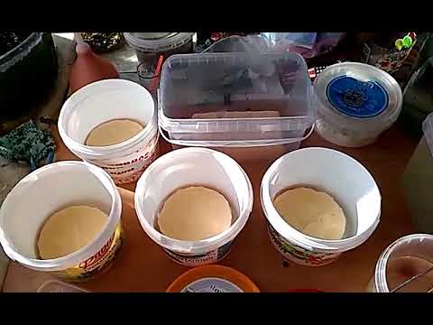 Видео: Аулофорус с нуля ,старт культуры