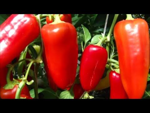 Видео: Сказочные Сладкие Перцы 2022.  Обзор! Часть 1.