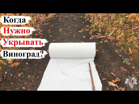 Видео: Когда НУЖО УКРЫВАТЬ ВИНОГРАД на ЗИМУ? Типы УКРЫТИЯ