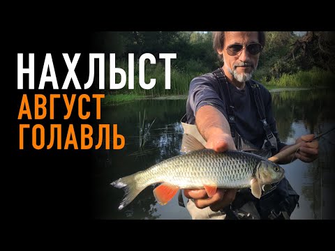 Видео: #подмосковье  #голавль #нахлыст   Нахлыст. Август.Голавль