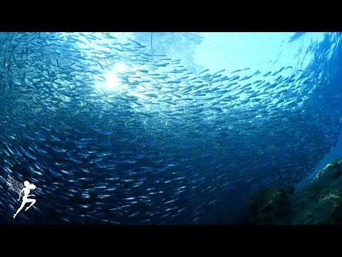 Видео: Засыпать менее чем за 3 МИНУТ | ︎Восстановление тела и разума | ︎ Выпуск мелатонина