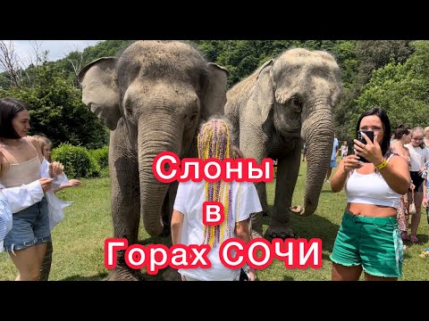 Видео: Парк слонов в Сочи 🐘 🏞☘️ Как добраться?  Подробно. Эксклюзивные кадры.