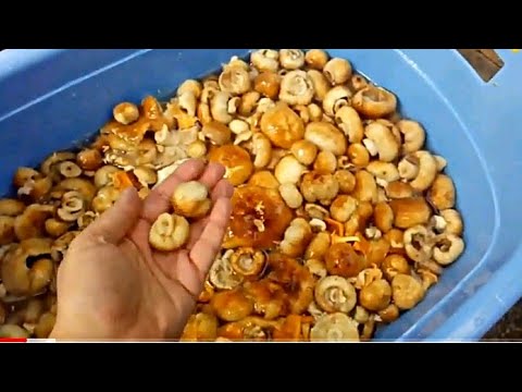 Видео: Солим кулачки