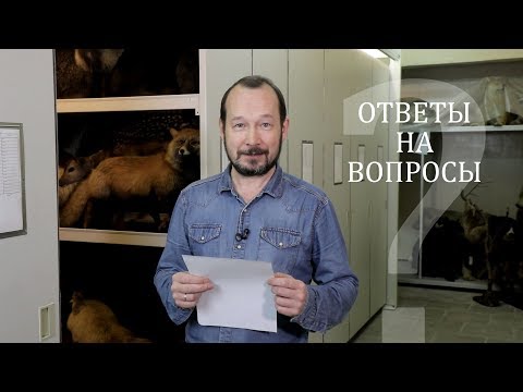 Видео: Всё, что вы хотели знать про коллекции музея. Игорь Фадеев