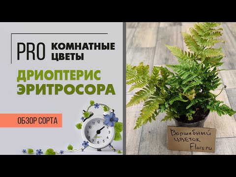 Видео: Папоротник Дриоптерис Эритросора - сложное в названии, простое в уходе растение