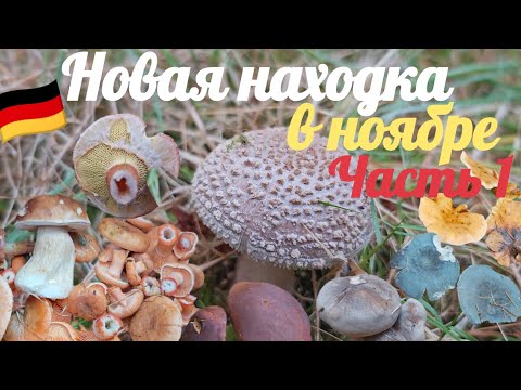 Видео: Грибы после заморозков! Рыжики, польские и даже мухомор серо-розовый