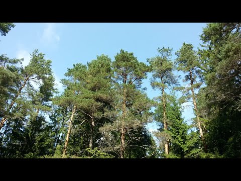 Видео: 62.  Если у монаха тревожность