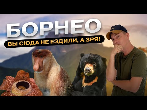 Видео: Борнео: на реке с крокодилами, почему вымирают животные и как их спасти, самый большой в мире цветок