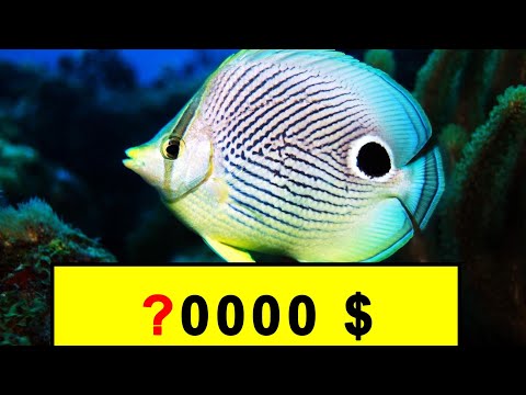 Видео: 10 САМЫХ ДОРОГИХ АКВАРИУМНЫХ РЫБОК В МИРЕ