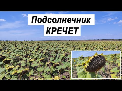 Видео: Подсолнечник Кречет | Обзор поля 25.07.2024