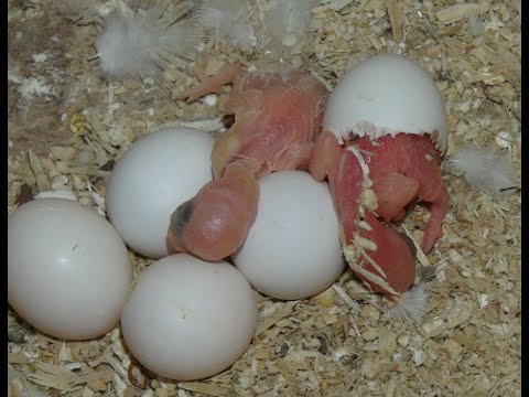 Видео: Еще пополнение в хозяйстве.