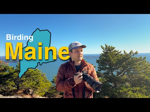 Видео: Мой первый опыт наблюдения за птицами в штате Мэн!