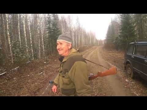 Видео: Охота на зайца С русско пегой гончей 28.10.24