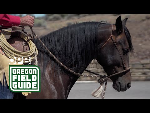 Видео: Тренер лошадей из Орегона сохраняет старые традиции | Oregon Field Guide