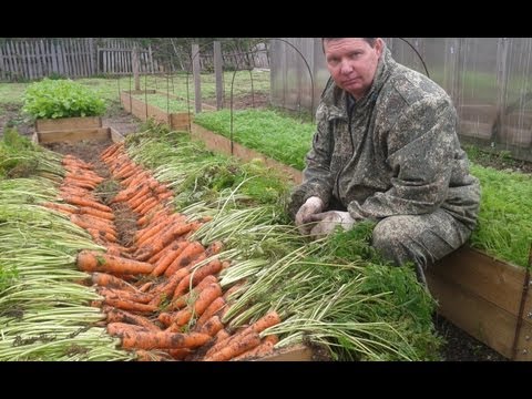 Видео: Как вырастить урожайную морковь на высоких грядках