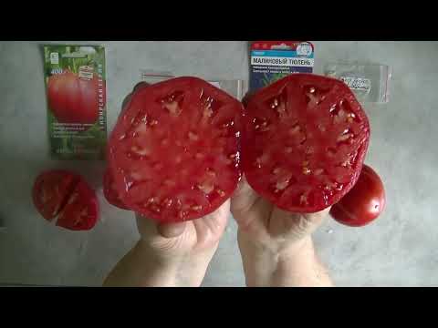 Видео: Дегустация помидоров 2025 № 35