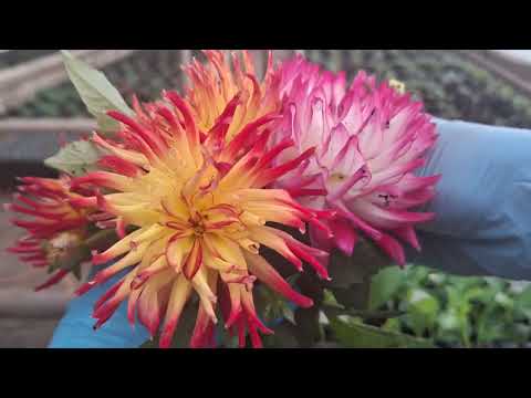 Видео: ОБЗОР 7