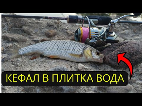 Видео: Риболов на кефали в маловодна река | Повърхностна примамка и зрелищни удари