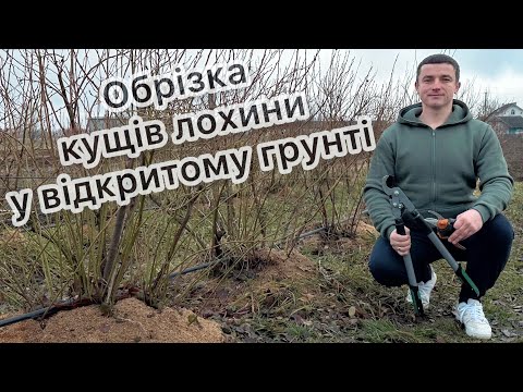 Видео: Обрізка кущів лохини у відкритому грунті 25.01.25