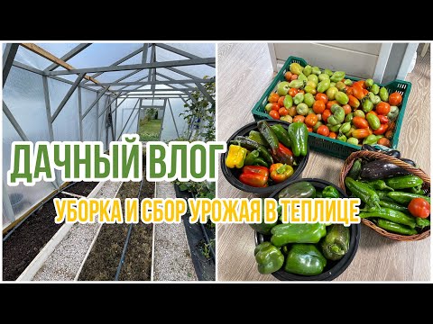 Видео: Дачный влог. Уборка и сбор урожая в теплице!