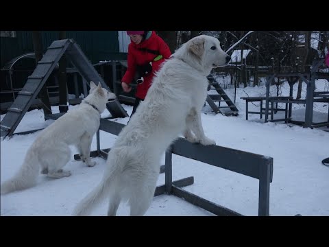 Видео: Догтренинг 519. Правильная мареммо-абруццкая овчарка. Итоги курса.