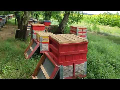 Видео: Beekeeping. Итальянка и магазины. Или почему пчелы не идут в магазины?