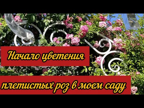 Видео: Начало цветения плетистых роз в моем саду. Эти розы просто обожаю.