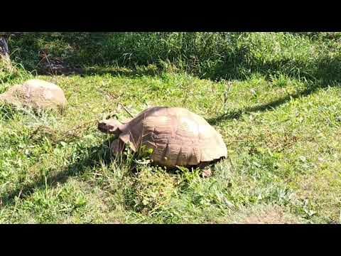 Видео: Ижевский зоопарк 6.08.2023