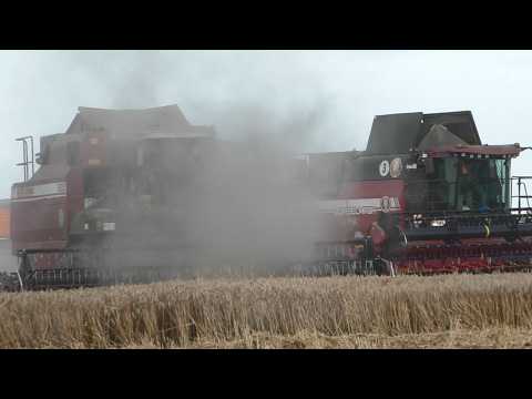 Видео: Пыль столбом! Гомсельмаш и Палессе убирают тритикале!
