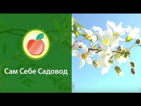 Видео: Чекалкин орех рябинолистный Xanthoceras Sorbifolium