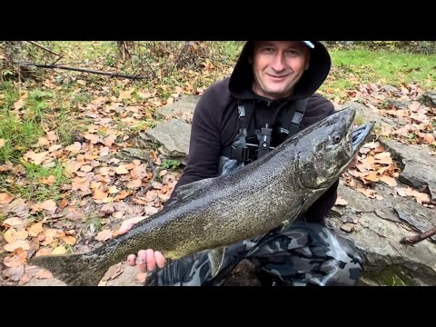 Видео: Рыбалка ЛОСОСЯ! 🎣ПОШЛИ ОДНИ САМОЧКИ! #Wisconsin ￼#подпишись #like #fishing #salmon #new