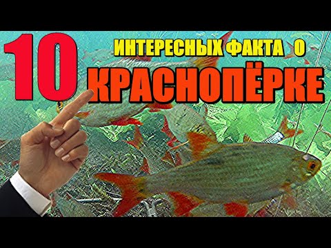 Видео: 10 интересных факта о краснопёрке!!! Реакция рыбы на прикормку.  Подводные съёмки.