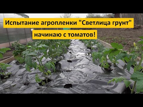 Видео: Ранняя высадка Томатных Гномов в открытый грунт с использованием пленки СВЕТЛИЦА™ ГРУНТ. Подробно!