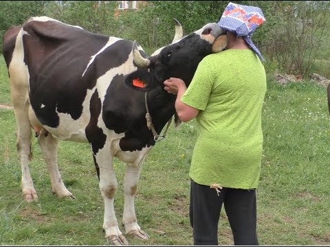 Видео: Благоустройство коровника. Вентиляция и слив в коровнике. Новости о Стрекозе