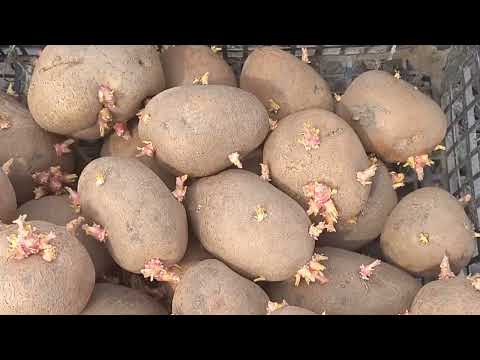 Видео: Посадка картоплі. Протруйники,  варто чи ні?